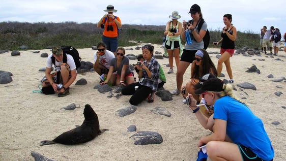 sea lion showing off for tourists
