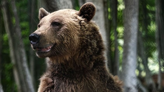 Gain hands-on experience in animal husbandry, wild animal behavior studies, and habitat management