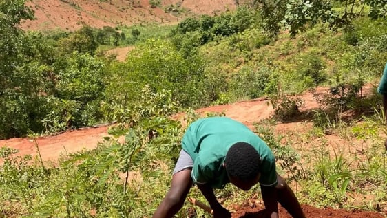 Tree planting projects, Malawi