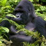 volunteer in uganda Bwindi