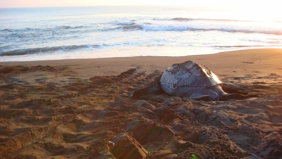 The incredible, endangered leatherback turtle