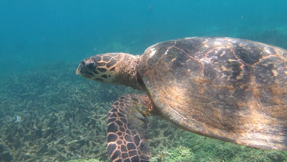 Turtles of Nosy Komba