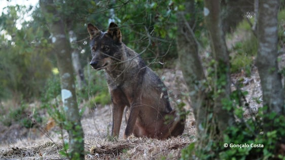 Wolf Conservation Volunteer Program in Mafra, Lisbon by ImpacTrip