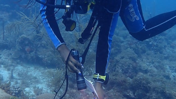 For marine life enthusiasts - learn more about what you see underwater and contribute data to research. Full training in Fish ID and Coral ID will be provided.