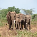volunteer in Tanzania
