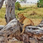 volunteer in Tanzania