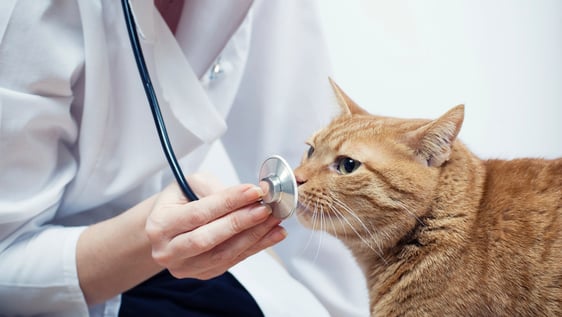 Veterinary Volunteers in Ghana