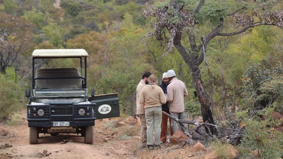 Support endangered species like cheetah or rhino through research and ecological projects. 