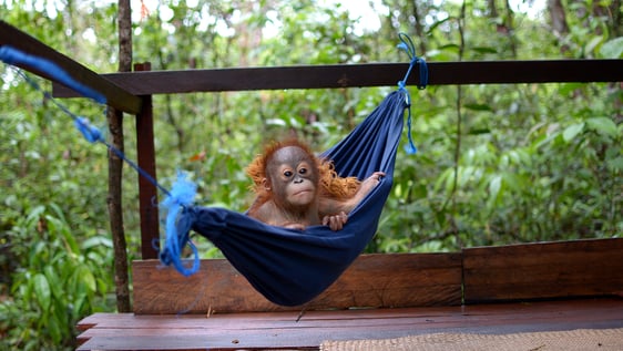 Baby orangutan in jungle school