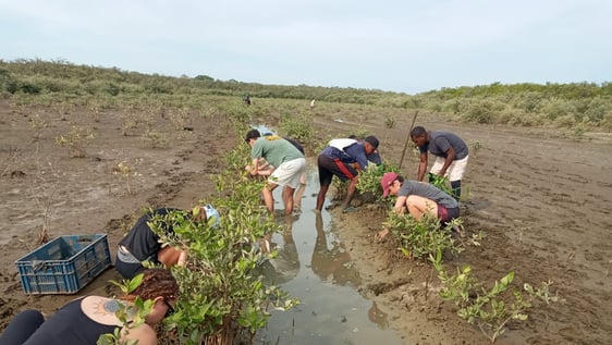 Mangrove reforestation