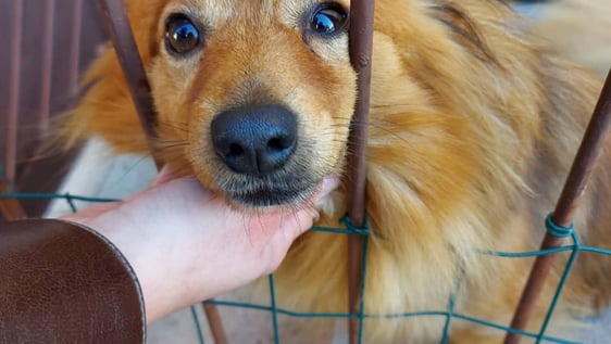Animal Care and Protection in Rome