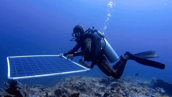 Divemaster in action