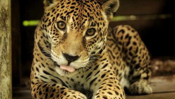 Amira a rescued jaguar.
Photo Credits: JP Miller