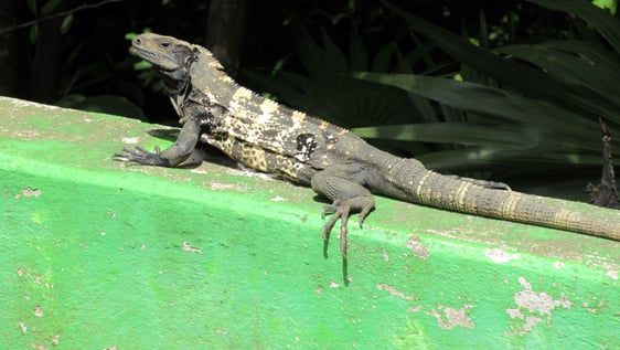 Exotic animals on the Caribbean island of Roatan