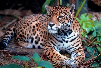 volunteer in Wildlife conservation