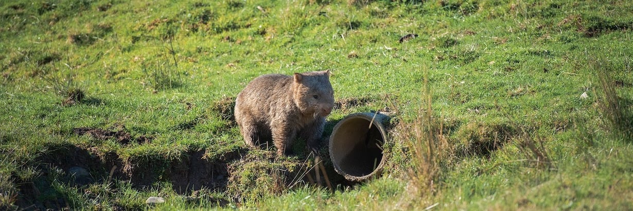 Wombat Working Volunteer with Wombats | Top Conservation Projects 2026 | Volunteer World