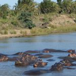 see wetland park as volunteer in south africa