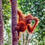 conservation