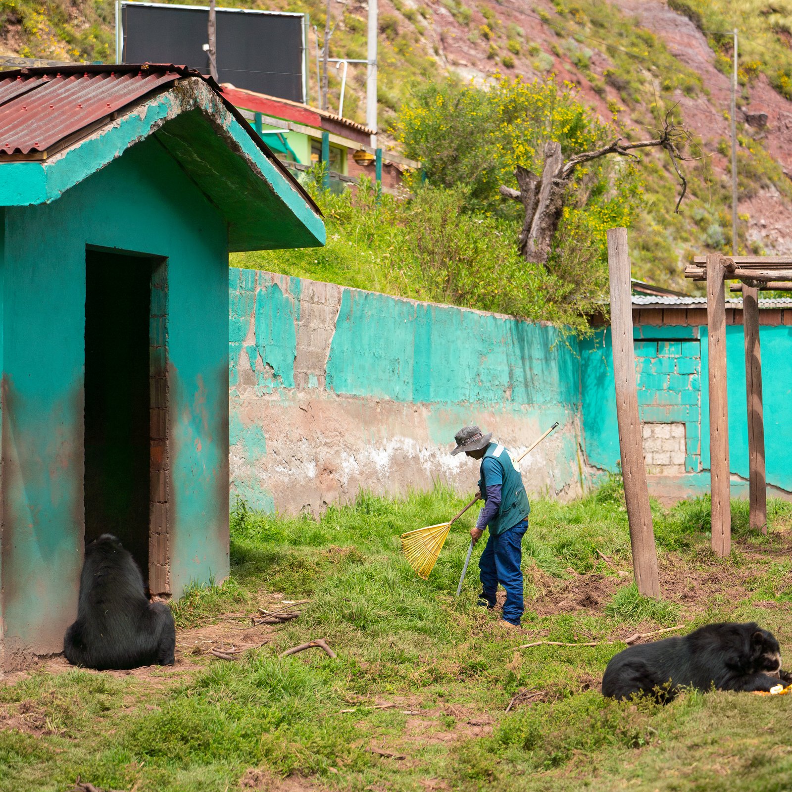 Peru Wildlife Rescue Volunteers | Voluntariado en Perú 2026