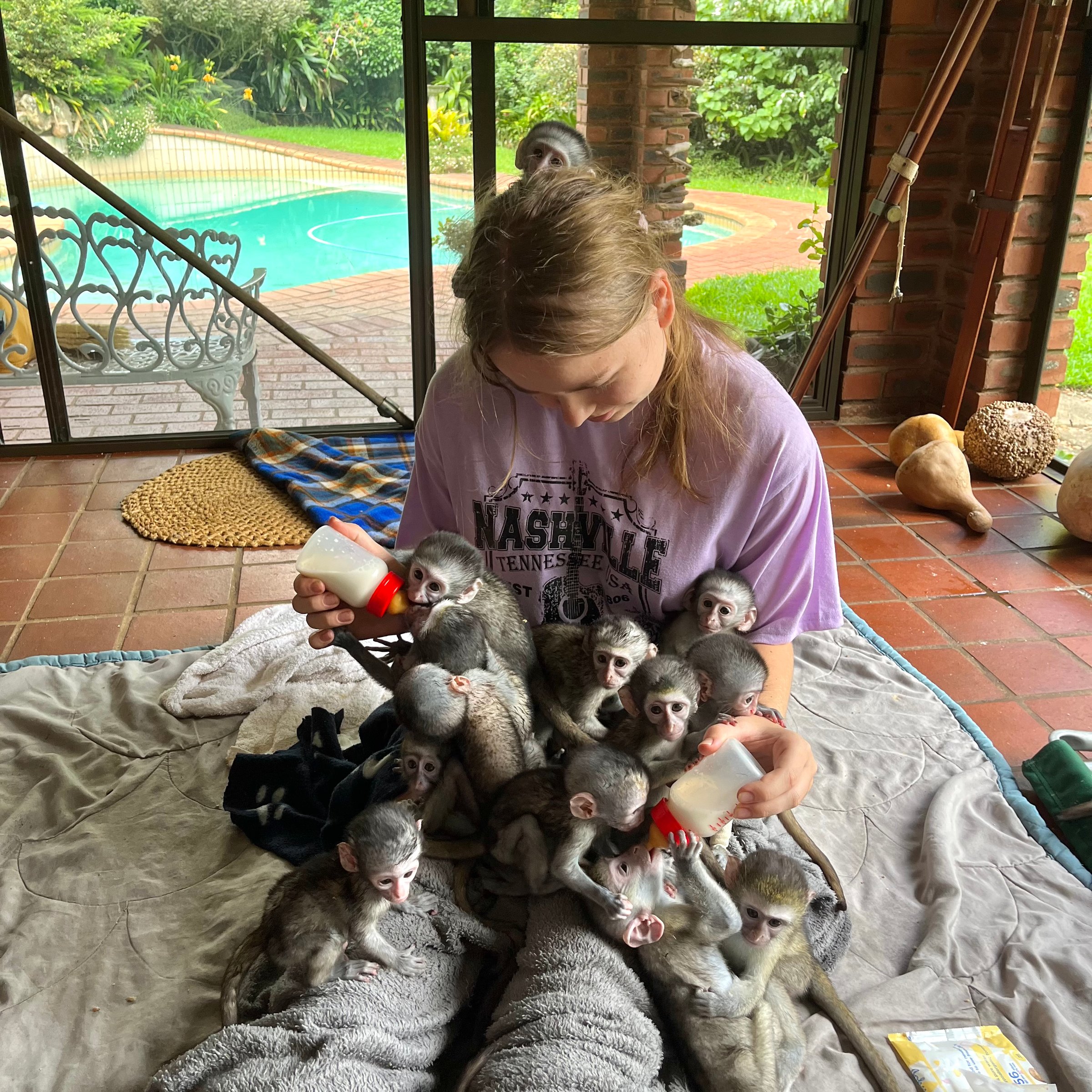 Vervet Monkey Rescue & Rehabilitation | Volunteer in South Africa 2026
