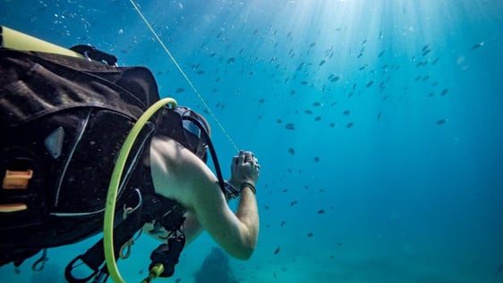 Volunteers participate in active dive surveys
