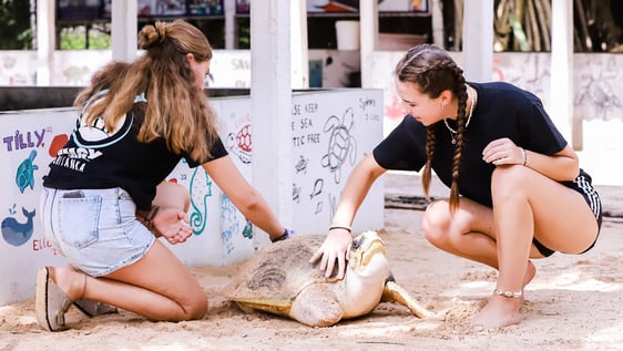 Turtle Conservation in Sri Lanka