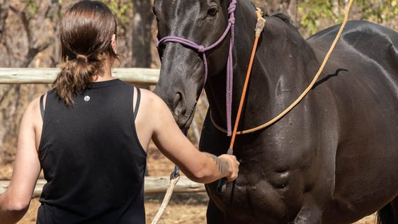 Natural Horsemanship: Leveraging expertise in natural horsemanship, we foster positive interactions and meaningful learning experiences.