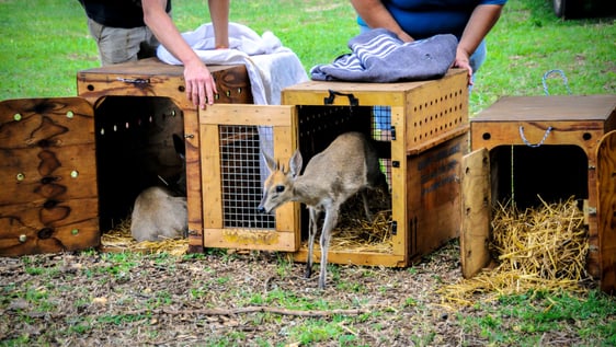 Baby rescued antelope