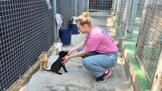 Volunteer with rescued dogs at the animal shelter near Cape Town, South Africa