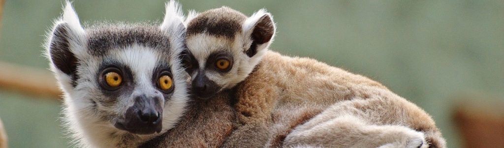 volunteer in Africa