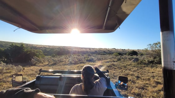 Wildlife game viewing