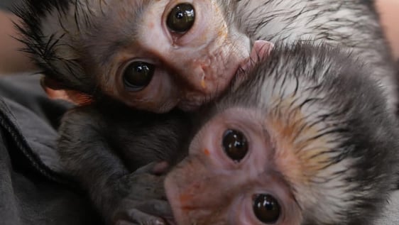 One of the babies!