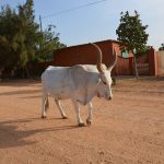 volunteer in Madagascar