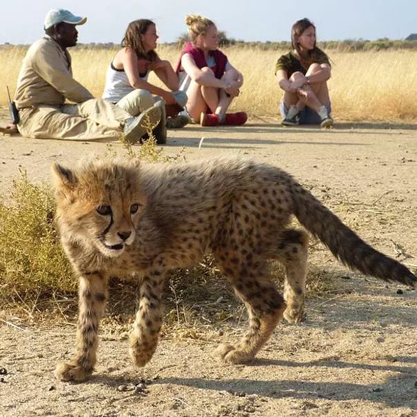 Volunteer in South Africa | Programs, Guidance & Reviews