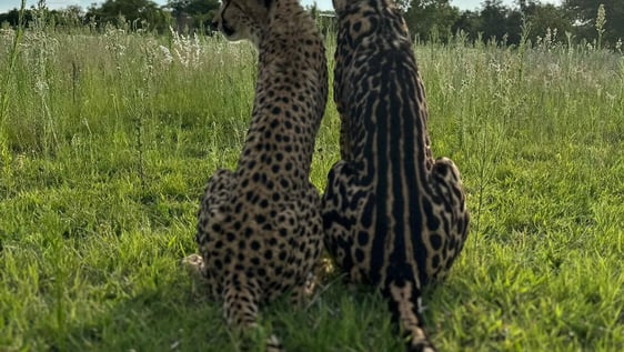 King cheetah and normal spotted cheetah sitting side by side