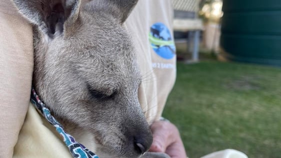 Volunteer cares for a wallaby