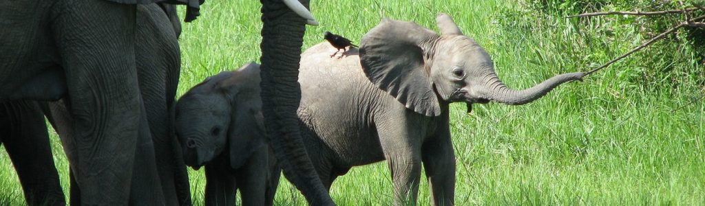 volunteer in Africa