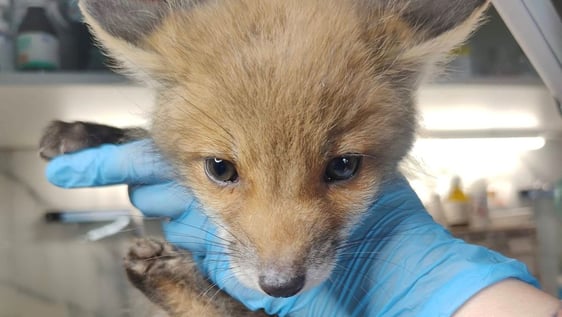 Support wildlife rehabilitation