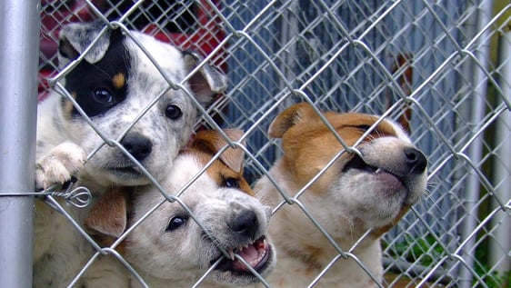 Animal Shelter Quito