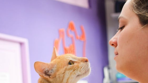 Veterinary Shadowing in Buenos Aires