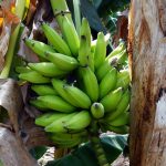 volunteer in the Dominican Republic