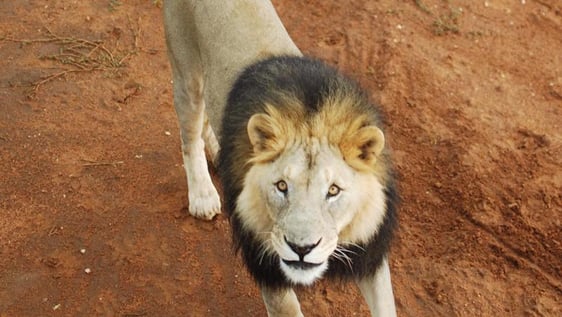 One of the many majestic wild animals on our project