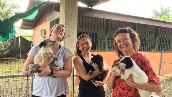 support dog Shelter