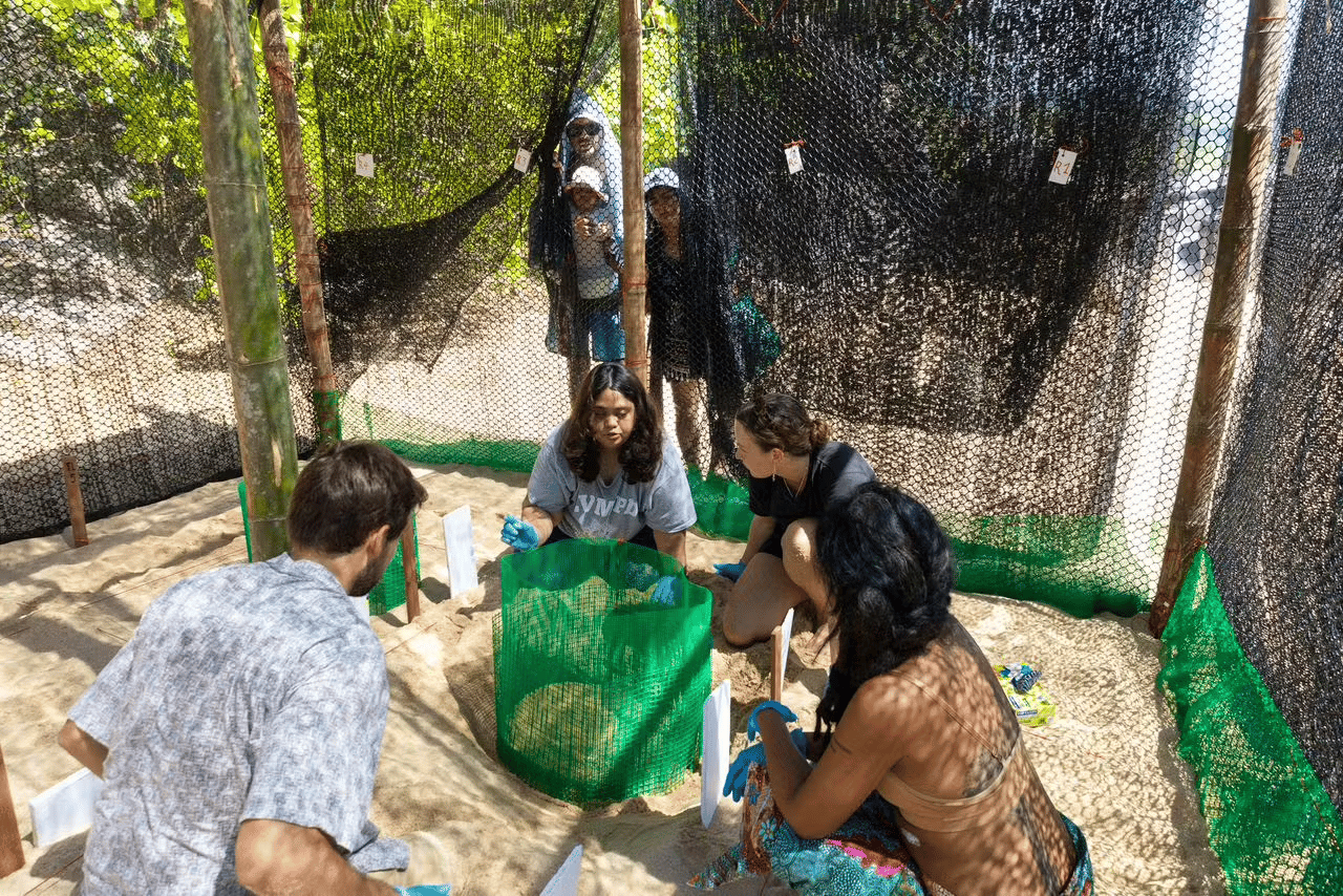 Undp Turtle Project Juara Turtle Project (JTP) | Volunteer Abroad 2026 | Volunteer World