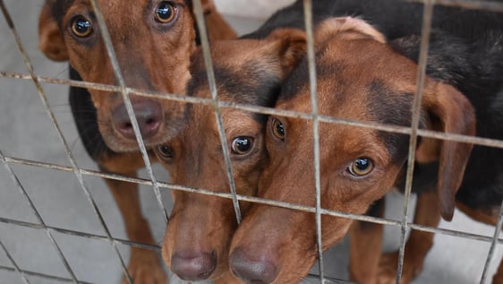 cute dogs
