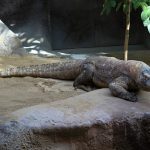 volunteer in Indonesia