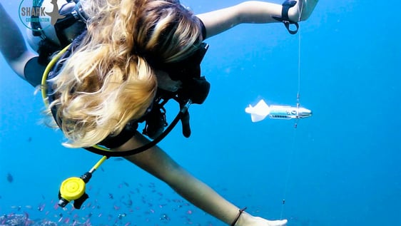 Beautiful juvenile white tip shark