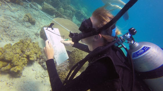 Our Reef Checkers conducting a survey.