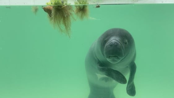Amazonian manatee rehabilitation
