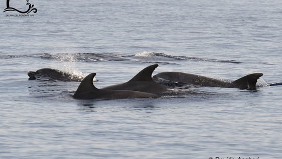 Bottlenose dolphins